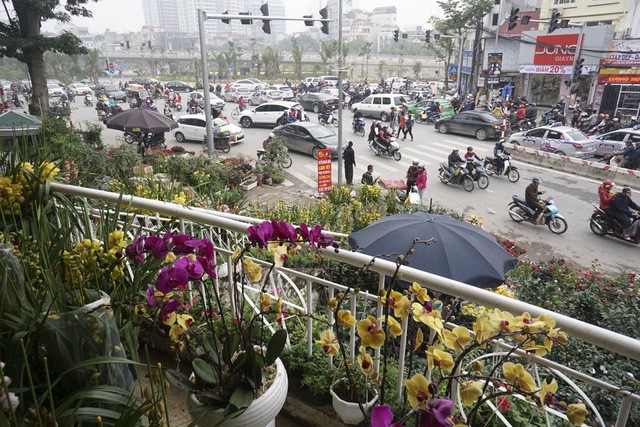 “Con đường đào quất” lớn nhất Hà Nội