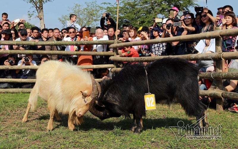 Độc đáo hội chọi dê, thắng thua không vào lò mổ ở Hà Nội