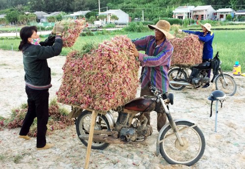 Nông dân Lý Sơn thu hoạch hành tại ruộng. Ảnh: Thạch Thảo