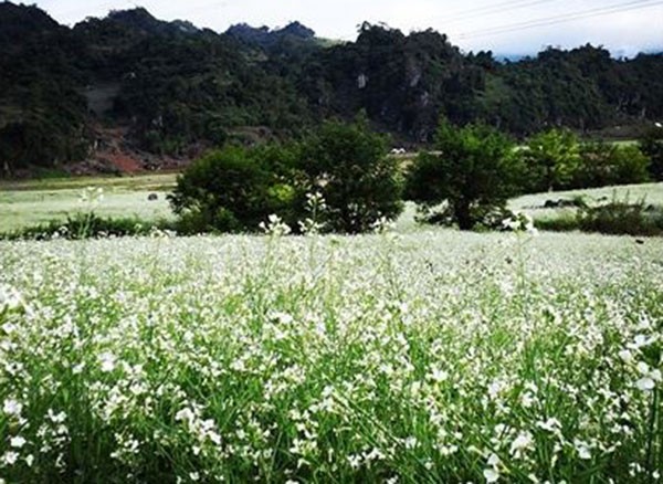 Cuối năm về Mộc Châu ngắm hoa cải nở trắng đồi