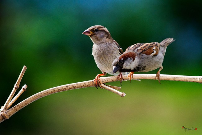 Góc nhìn chuyên gia tuần mới: Mạo hiểm để giải ngân cổ phiếu “đầu cơ”?