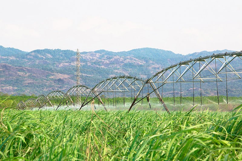 Thành Thành Công - Biên Hòa (SBT): Miễn nhiệm Giám đốc Cung ứng, thông qua đơn từ nhiệm của 2 Thành viên HĐQT