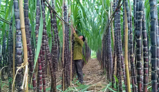 Mía đường Cao Bằng (CBS): Giá cổ phiếu tăng gần 3 lần chỉ trong nửa tháng, các lãnh đạo đua nhau thoái vốn