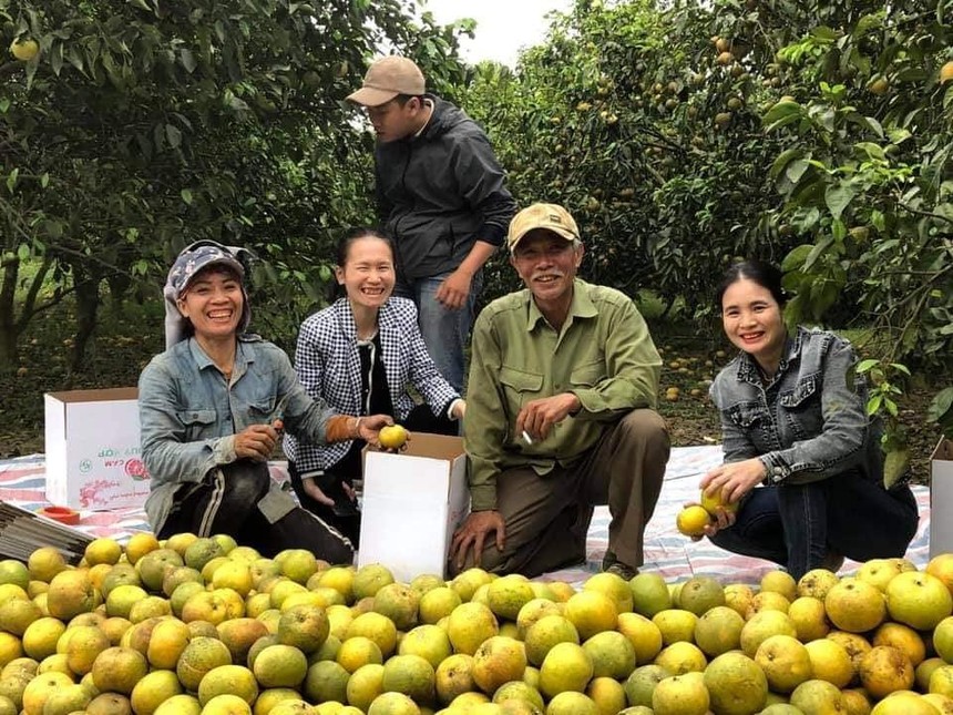 Vào cuộc hỗ trợ người dân tiêu thụ cam bóc Phủ Quỳ Nghệ An