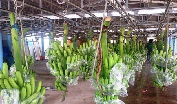 Năm nay HNG sẽ trồng mới 1.000 ha chuối tại Attapeu, Lào và 30 ha chuối tại Quang Minh, Lào