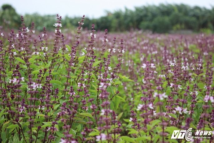 Cánh đồng bạt ngàn hoa oải hương từ húng quế độc đáo ở Hà Nội