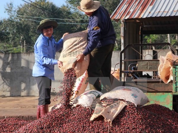 Thu hoạch càphê nhân của Đắk Lắk. (Ảnh: Phạm Cường/TTXVN)