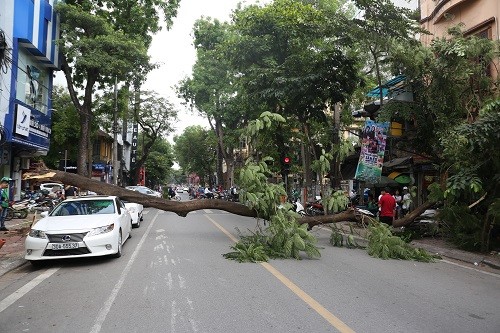 Cây phượng chắn ngang phố Tô Hiến Thành. Ảnh: Gia Chính.