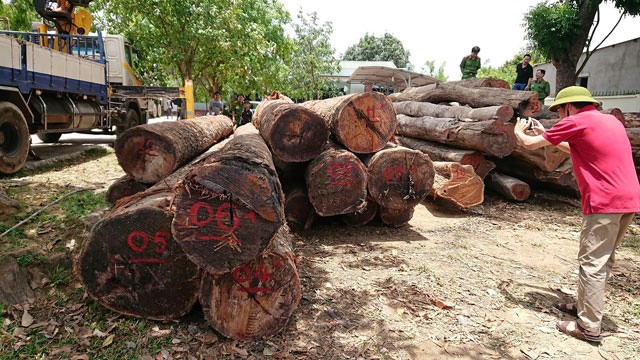 Hạt trưởng kiểm lâm bị khởi tố vì tiếp tay cho 'ông trùm' gỗ lậu