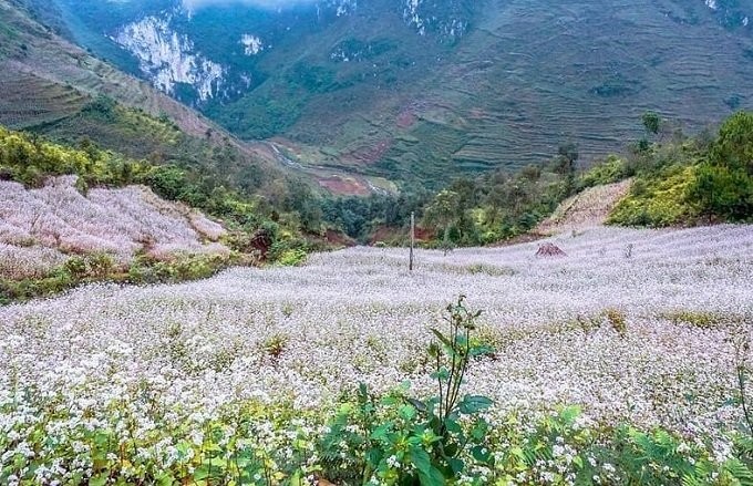 Tháng 11, đừng quên ghé Hà Giang ngắm mùa tam giác mạch tuyệt đẹp