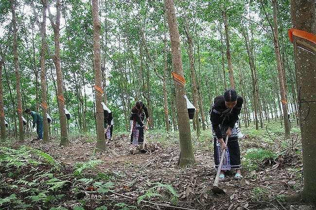 Tập đoàn Cao su sẽ đề xuất Ủy ban quản lý vốn nhà nước xin giảm sản lượng