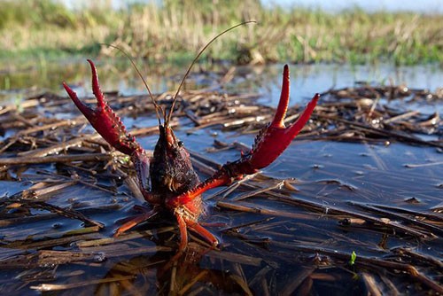 Tôm hùm đất (Cherax quadricarinatus) là loài cấm nhập khẩu vào Việt Nam.