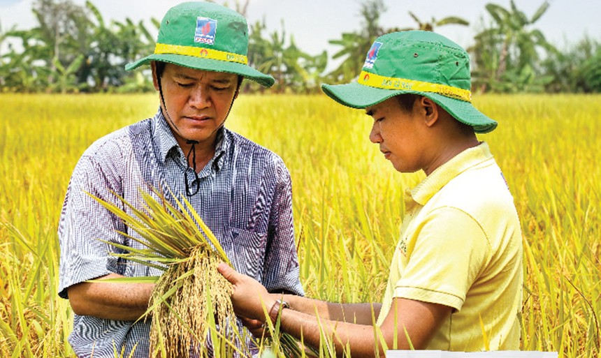 Khá nhiều mô hình dùng NPK Cà Mau 1 hạt đã cho năng suất cao và lợi nhuận tốt.