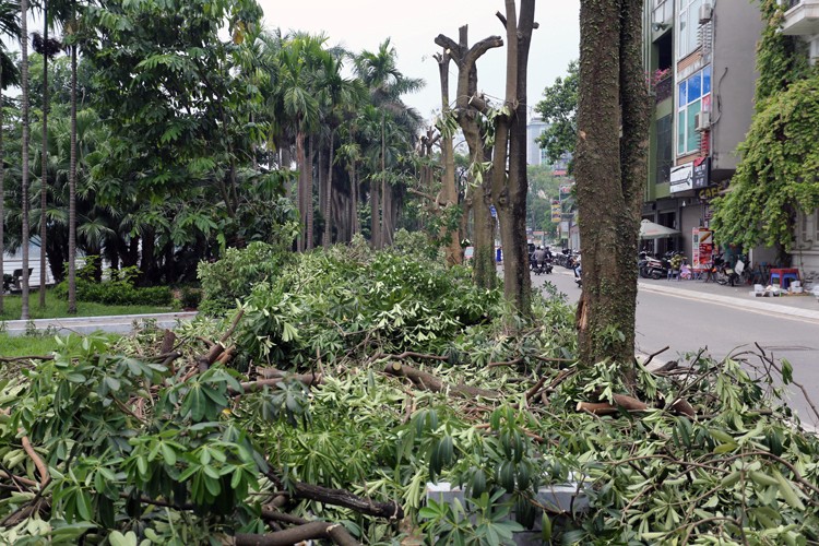 Hoa sữa quanh Hồ Tây được đánh chuyển. Ảnh: Tất Định.