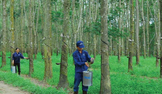 Cao su Đồng Phú giảm mạnh lợi nhuận