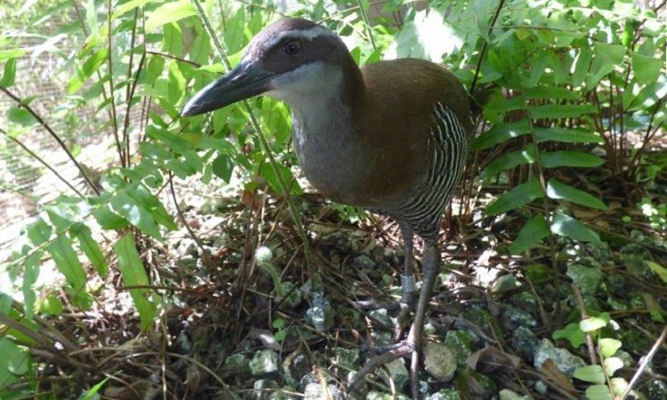 Gà nước Guam. Ảnh: CNN.