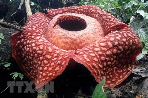 Bông hoa Rafflesia tuan-mudae nở rộ tại Agam, tỉnh Tây Sumatra, Indonesia. (Ảnh: AFP/TTXVN)