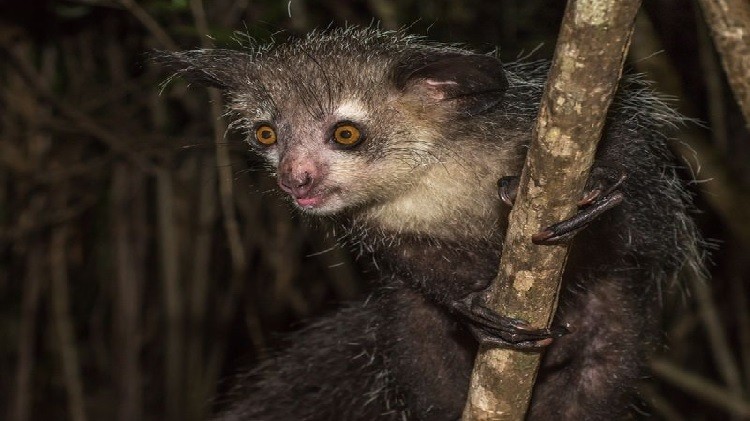 Vượn cáo Aye-aye ở Trung tâm Bảo tồn Duke Lemur (Mỹ). Ảnh: Live Science.