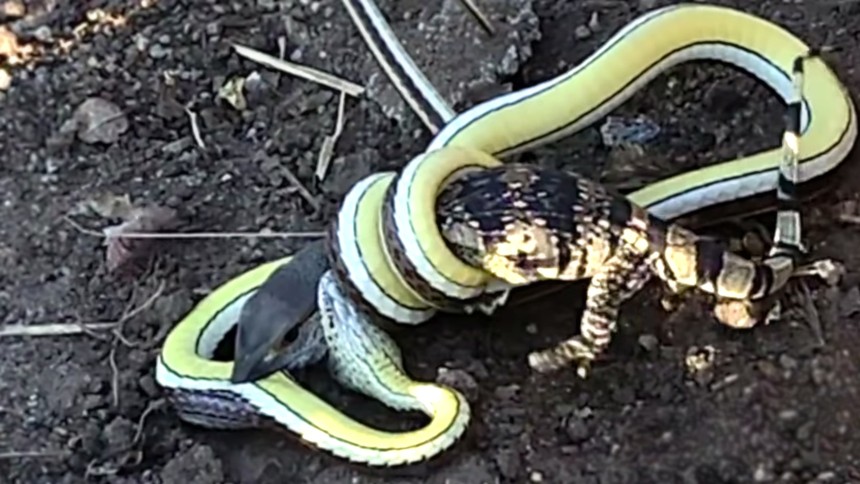 Lizard fights with snake for more than 2 hours and the ending is "tragic"