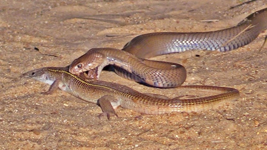 King cobra shows top killer instinct when hunting lizards