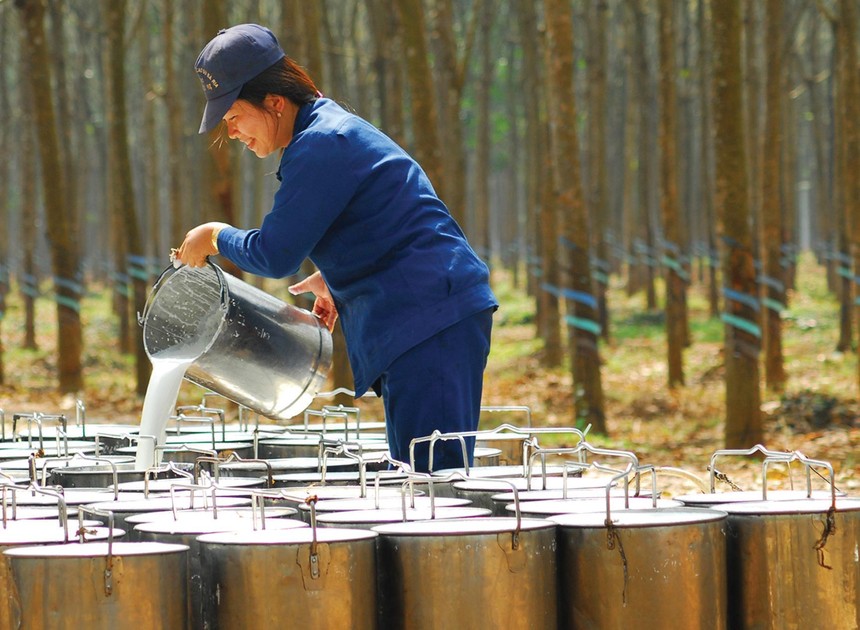 Cao su là mặt hàng tăng trưởng mạnh nhất trong các mặt hàng nông, lâm, thủy sản xuất khẩu. Ảnh: Dũng Minh.