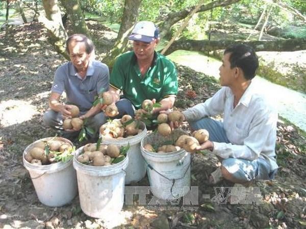 Thu hoạch hồng xiêm ở xã Kim Sơn, huyện Châu Thành, Tiền Giang. (Ảnh: TTXVN).