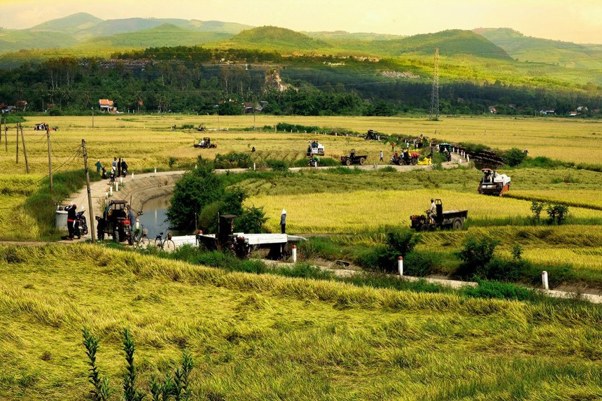 Cánh đồng lúa Tuy Hòa - vựa lúa lớn nhất miền Trung. Ảnh: Trần Quỳ (Nguồn: phuyen.gov.vn).