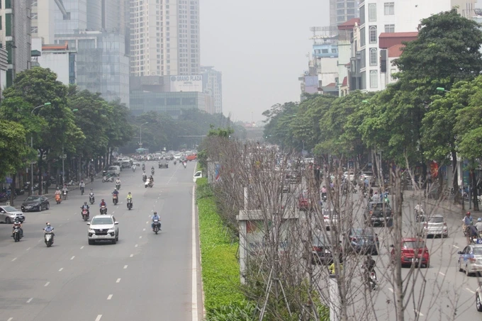 Hình ảnh hàng cây phong lá đỏ trong tình trạng "sống mà như đã chết" trên phố Trần Duy Hưng được ghi nhận hồi tháng 4/2021. Hiện nay, thành phố đã thay toàn bộ hàng cây này (Ảnh tư liệu).