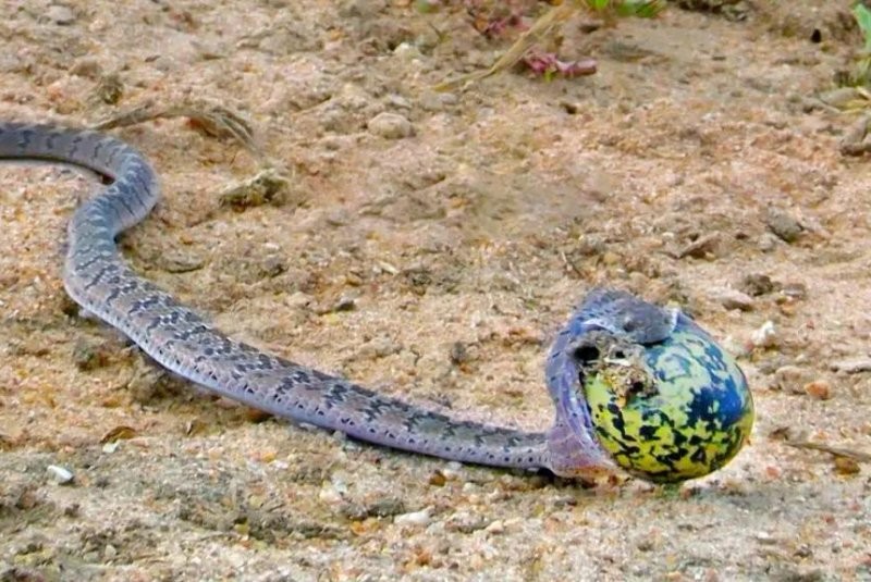 Serpiente se convierte en "huevo" tras robar huevos