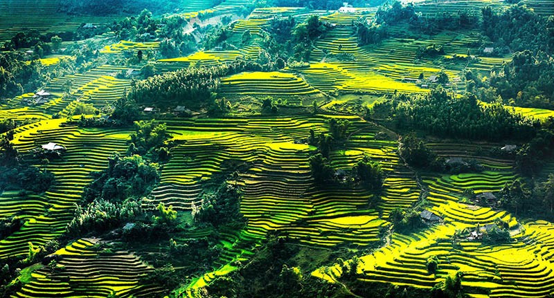 Ruộng bậc thang ở Hà Giang.