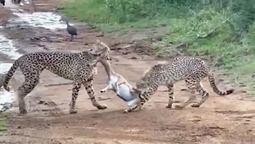 Mãn nhãn trước màn đua tốc độ và hạ gục con mồi cực kỳ ấn tượng của hai "báo thủ"