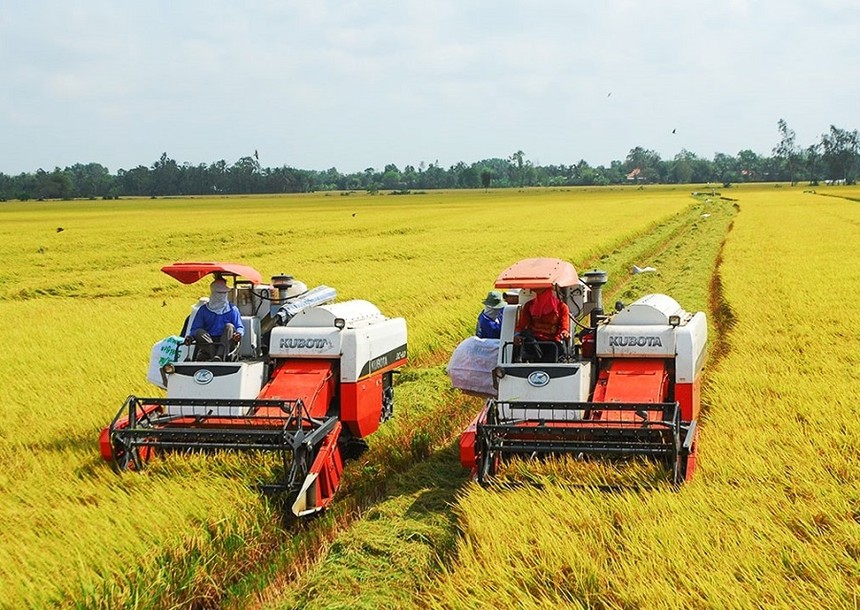 Ngành gạo cần giữ chất lượng, thương hiệu gạo giữa biến động lương thực toàn cầu.