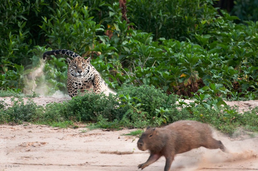 Báo đốm hạ gục loài chuột to nhất thế giới chỉ bằng "vài đường cơ bản"