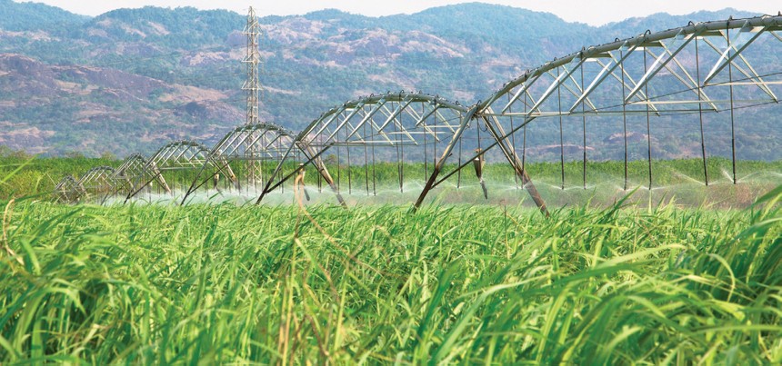 Giá mía nguyên liệu gần đây tăng cao, trong khi chiếm tới 70 - 80% giá thành sản xuất đường.