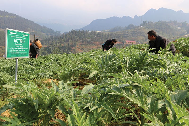 Vùng trồng bìm bìm đạt chuẩn GACP-WHO của Traphaco tại Hòa Bình