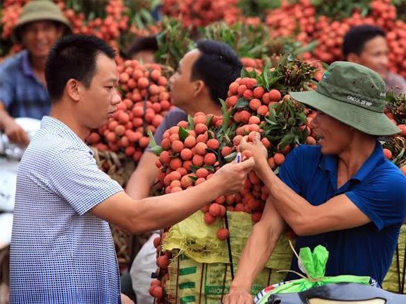 Thương lái Trung Quốc thể hiện độ “quái” ở đất vải Lục Ngạn