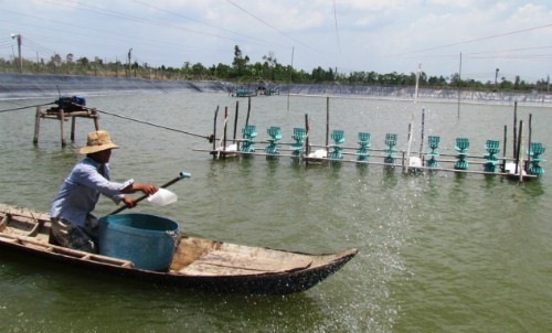 Mô hình nuôi tôm lót bạt trên ao nhỏ đang là cứu cánh cho nghề nuôi tôm.