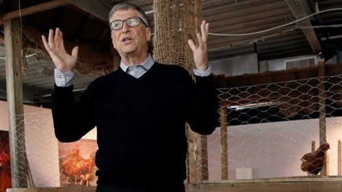 Bill Gates cho rằng nuôi gà có thể giúp người dân châu Phi thoát nghèo. Ảnh: Reuters