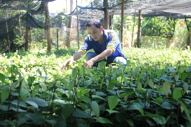 Vườn ươm tiêu giống của anh Phương đang phát triển tốt và chuẩn bị xuất bán