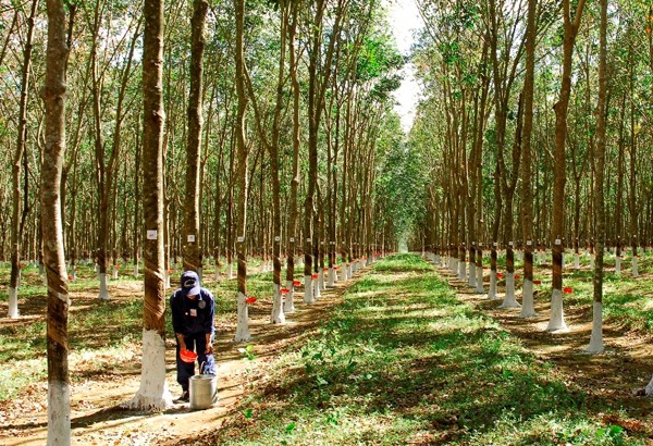 Tây Nguyên không mở rộng diện tích cây cao su