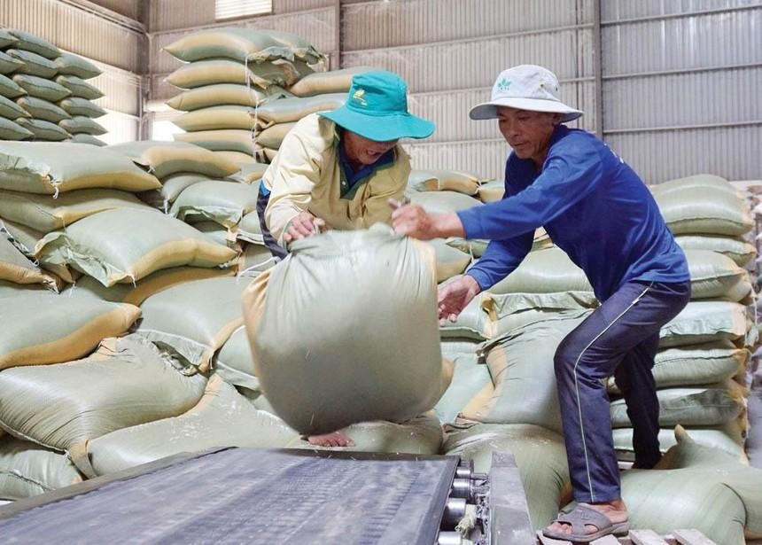 Giá gạo thế giới tăng mạnh, doanh nghiệp niêm yết nào hưởng lợi?