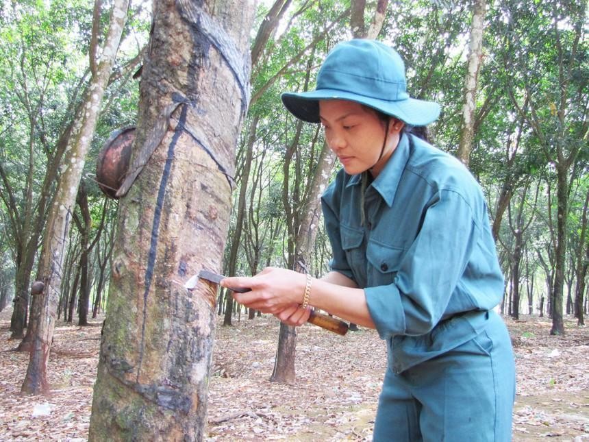 Cao su Đồng Phú (DPR): Quý II/2021, lợi nhuận tăng 40,9% lên 34,8 tỷ đồng