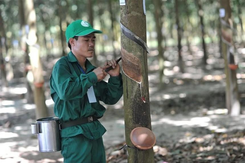 Tập đoàn Công nghiệp Cao su Việt Nam (GVR) chuẩn bị trả tổng 2.400 tỷ đồng cổ tức cho cổ đông