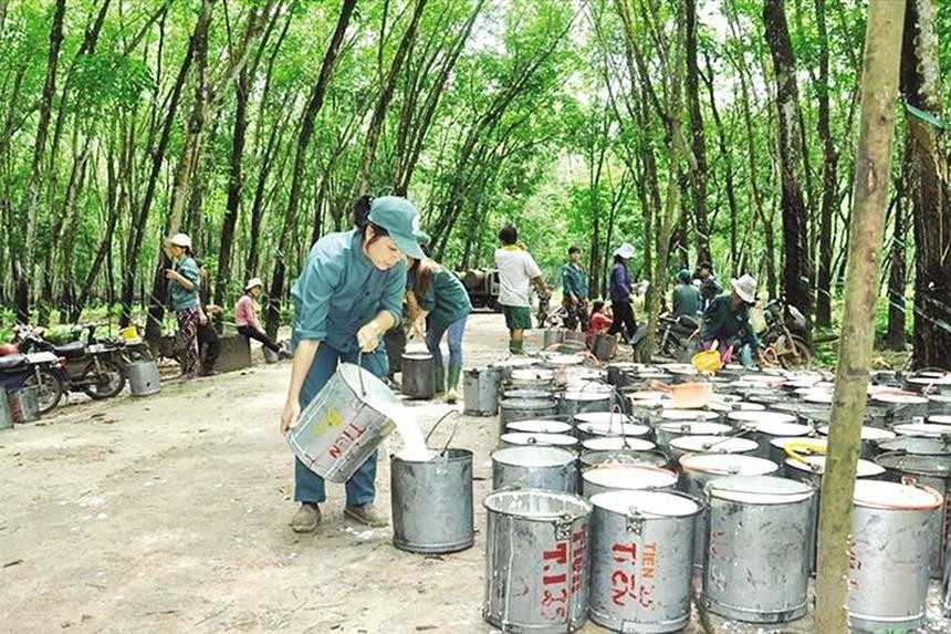 Đầu tư Cao su Đắk Lắk (DRI): Cổ phiếu tăng nóng, Chủ tịch HĐQT và lãnh đạo đồng loạt bán ra