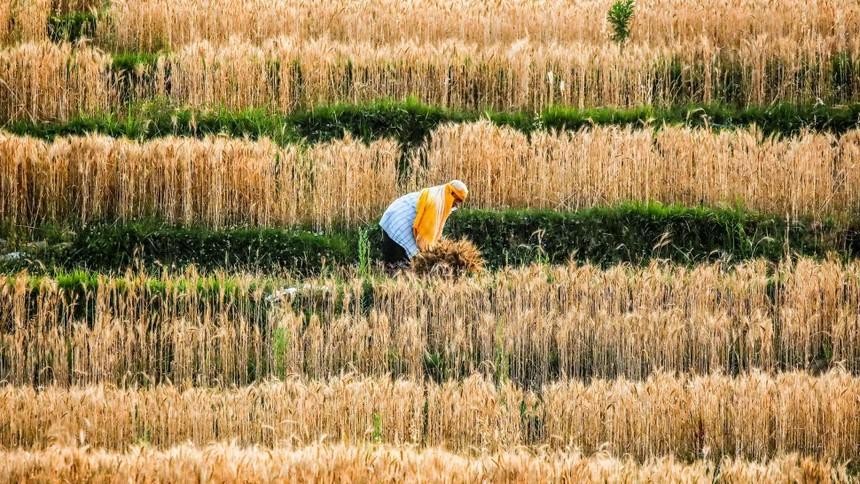 "Chúng ta nên lo lắng về giá thực phẩm nhiều hơn là xăng dầu"