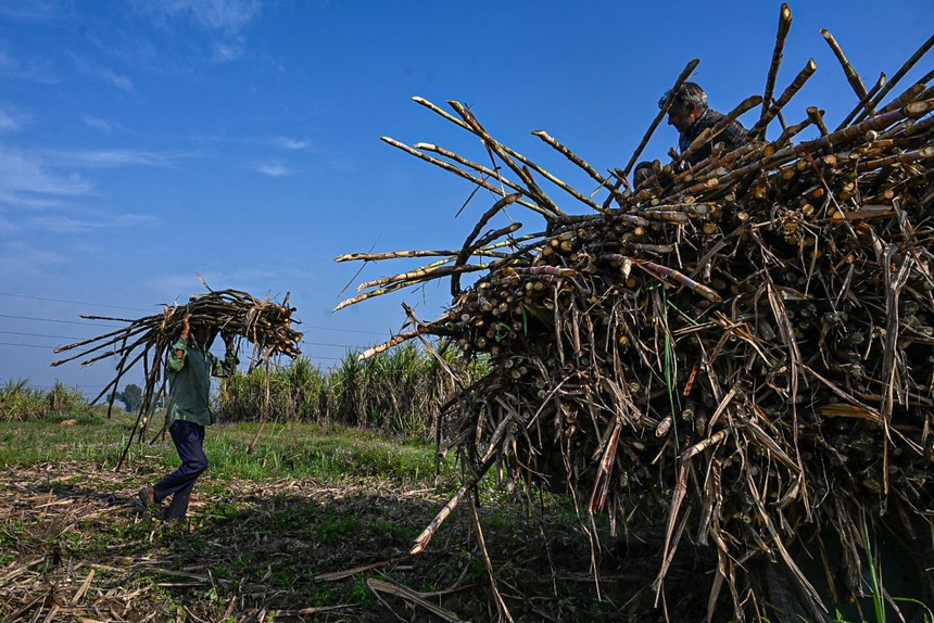 Bloomberg: Ấn Độ có thể sắp ban hành các hạn chế xuất khẩu đường 