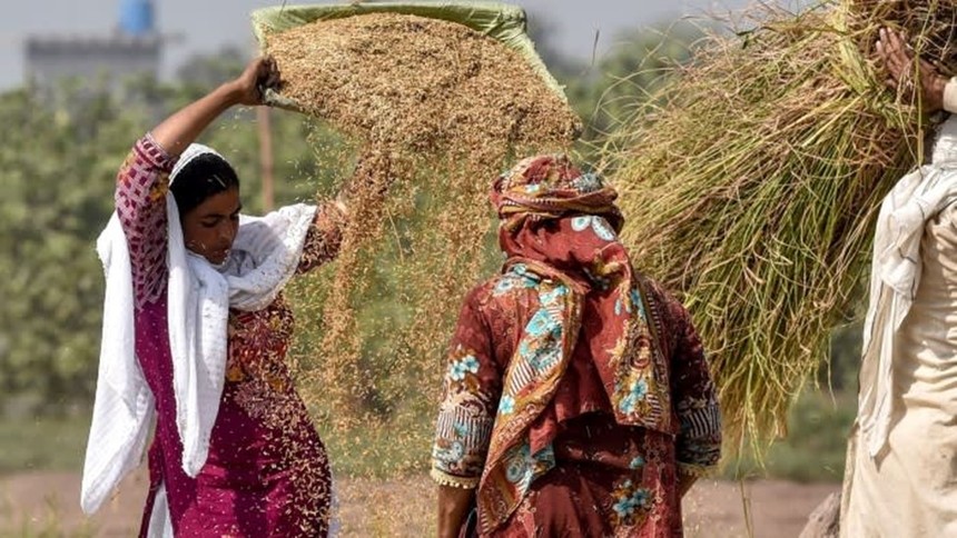 Xuất khẩu gạo của Pakistan đạt kỷ lục sau lệnh cấm xuất khẩu của Ấn Độ