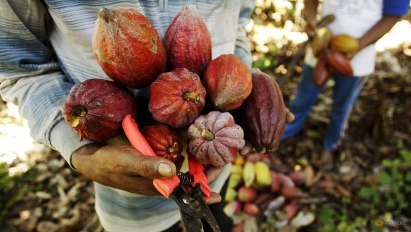 Indonesia có kế hoạch đẩy mạnh phát triển ngành ca cao và dừa