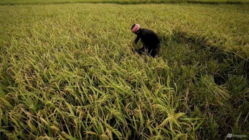 Ấn Độ gieo trồng nhiều loại cây có khả năng chống chịu với biến đổi khí hậu