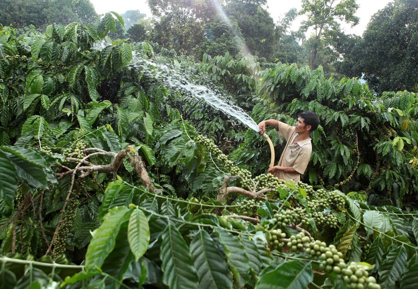 Gia đình anh H’Nich, dân tộc Ba Na ở Làng K’Tăng, xã K’Dang, huyện Đắk Đoa, tỉnh Gia Lai vay vốn hộ mới thoát nghèo đầu tư trồng cà phê